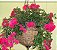Kit c/ 3 Cores e Formatos Diferentes de Rosas = TREPADEIRA Vermelha + PENDENTE Pink + ARBUSTIVA Príncipe Negro - Imagem 3
