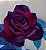 Kit c/ 3 Cores e Formatos Diferentes de Rosas = TREPADEIRA Vermelha + PENDENTE Pink + ARBUSTIVA Príncipe Negro - Imagem 4