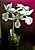 Orquídea Calante vestita Alba - Imagem 3