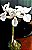 Orquídea Calante vestita Alba - Imagem 1