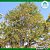 Pau-D'alho ou Árvore Guararema ou Árvore-de-Alho - Imagem 1