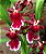 Orquídea Havaiana Too Sweet - Imagem 1