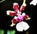Orquídea Oncidium Sharry Baby Aureum - Imagem 2