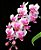 Orquídea Phalaenopsis Be Tris - Imagem 1