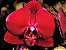 Orquídea Phalaenopsis Vermelho Intenso N136VM - Imagem 1