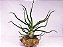 Air Plant Tillandsia Bulbosa - Planta 100% Aérea - Imagem 2