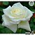 Rosa Tineke de cor Branca Botões Grandes - Roseira Muda Enxertada - Imagem 2