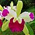 Orquídea Epicattleya Mae bly Ching Hua Splash - Imagem 1