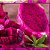Pitaya Vermelha de Polpa Vermelha Muda - Imagem 1