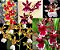 Kit LEVE 4  Orquídeas Havaianas Cores Sortidas - Imagem 1