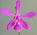 Orquídea Encyclia ghillanyi - Adulta - Imagem 1