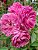 Kit c/ 3 Tipos de Rosas Trepadeiras em Cachos nas Cores Mudas de :  Rosa flor Dobrada - Salmão e "New Dawan" (Mescladas Branco e Rosa) - Imagem 7