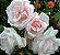 Kit c/ 3 Tipos de Rosas Trepadeiras em Cachos nas Cores Mudas de :  Rosa flor Dobrada - Salmão e "New Dawan" (Mescladas Branco e Rosa) - Imagem 8