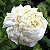 Jasmim Árabe ou Bugarí de Flores Brancas Duplas - Imagem 1