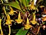 Orquídea Bulbophyllum Lobby - Imagem 1