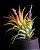 Tillandsia Ionantha Peach - Air Plants - Imagem 3
