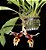 Orquídea Stanhopea Tigrina - Imagem 5