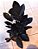 Zamio Black - Cor Negra Natural - Raridade - Imagem 5
