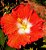 Hibisco Gigante Havaiano Vermelho centro Branco - Enxertado - Imagem 1
