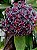 Hoya pubicalyx "Red Button" - Flor de Cera - Imagem 5