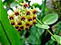 Hoya Cumingiana - Flor de Cera - Imagem 3