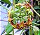 Hoya cv Optimistic - Flor de Cera - Imagem 2