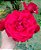 Rosa Trepadeira cor Vermelho VELUDO Flores GRANDES - Imagem 7