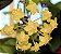 Hoya forbesii - Flor de cera - Imagem 1