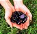 Pedra Escudo Energético - Obsidiana Negra Rolada - Unidade - Imagem 4
