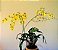 Orquídea Oncidium Flexuosum  - Adulta - Imagem 1