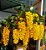 Orquídea Dendrobium densiflorum - Imagem 2