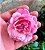 Rosa Trepadeira Cor Rosa - Botões de Tamanho Médio - Imagem 8