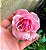 Rosa Trepadeira Cor Rosa - Botões de Tamanho Médio - Imagem 2