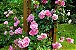 Rosa Trepadeira Cor Rosa - Botões de Tamanho Médio - Imagem 1
