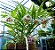 Orquídea Thunia Marshalliana - Imagem 2