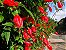 Malvavisco ou Hibisco Colibri Vermelho Muda - Imagem 1