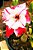 Rosa do Deserto Bicolor Dupla c/ Pétalas Frontais Brancas e  Pétalas Posteriores Vermelhas - Muda Enxertada - Imagem 4