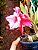 Rosa do Deserto Bicolor Dupla c/ Pétalas Frontais Brancas e  Pétalas Posteriores Vermelhas - Muda Enxertada - Imagem 3