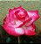 Rosa Arbustiva Blush - Branca c/ Bordas Vermelhas - Muda Enxertada - Imagem 3