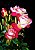 Rosa Arbustiva Blush - Branca c/ Bordas Vermelhas - Muda Enxertada - Imagem 4