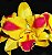 Orquidea Potinara Burana Beauty - Muda - Imagem 3