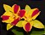 Orquidea Potinara Burana Beauty - Muda - Imagem 4