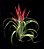 Tillandsia Flabellata - Air Plant - Imagem 2