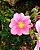 Rosa Trepadeira Cherokee cor ROSA de Pétalas Singelas  - Muda Enxertada - Raridade - Imagem 2