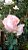 Roseira SEM ESPINHOS cor Rosa Laguna - Muda Enxertada - Imagem 3