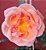 Rosa Trepadeira Coral Flores Grandes - Imagem 3