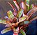 Aechmea Nudicaulis 'Parati' - Air Plant - Imagem 1