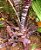 Hohenbergia Correia-Araujoi - air plant - Imagem 4