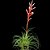 Bromélia Vriesea Mini Correia-Araujoi - Imagem 1