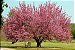 Kit 3 Árvores Exóticas - Ginkgo Biloba - Liquidâmbar - Sakura Cerejeira - Imagem 2